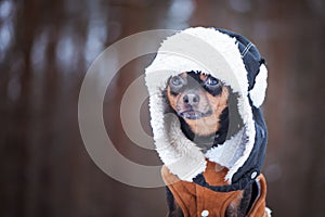 Dog in Winter clothes , space for text. That terrier in a hat w