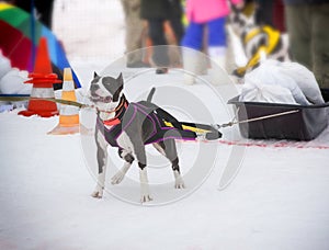 The dog in the winter competitions Weight pulling.
