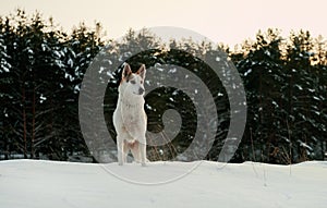 Dog in winter forest.