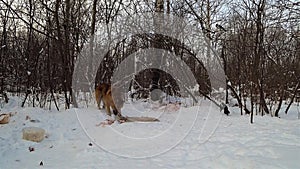 A dog in the winter forest eats carrion in the snow and looks around