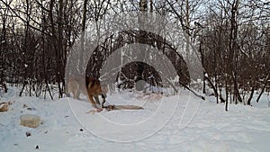 Dog in the winter forest eats guts of the animal lying in the snow