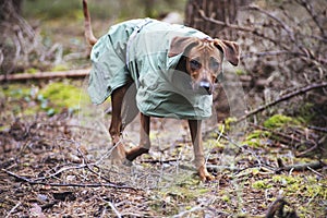 dog with winter gear in the forrest. Cute Rhodesien Ridgeback