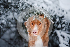 Dog in winter outdoors, Nova Scotia Duck Tolling Retriever, in the forest