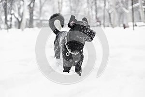Dog in winter snow