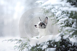 Dog in the winter in the snow. Portrait of a border collie by the Christmas tree. Pet for a walk