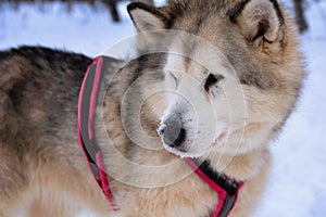 Dog and winter snowy forest, alaskan malamute