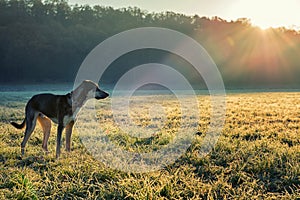 Dog and winter sun