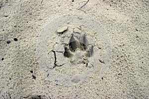 Dog  or wolf track or footprint on the wet sand. Animal trace
