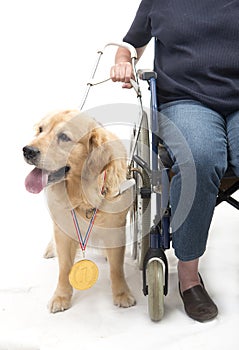 Dog won a golden medal