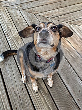 Dog on Wooden Deck