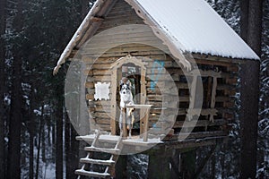 Dog at wooden house in the forest. Marble border collie in nature. Walk with your pet in winter