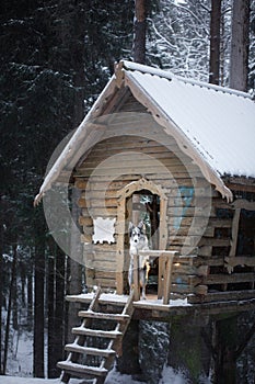 Dog at wooden house in the forest. Marble border collie in nature. Walk with your pet in winter