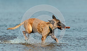 Dog with a wooden stick in its mouth is walking through the water, side view