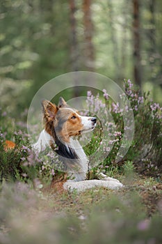 Dog in the woods in the heather. Cute border collie on nature. Walk with your pet