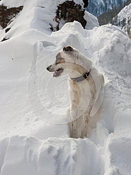 A dog in the woods on a hill looks into the distance.