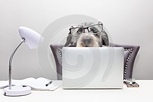 Dog Working on Computer From Home