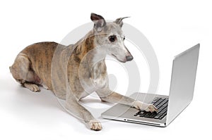 Dog working on laptop