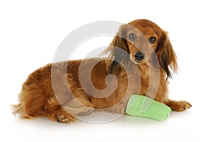 Dog with wounded paw