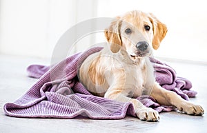 Dog wrapped in bedspread