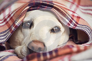 Dog wrapped in blanket