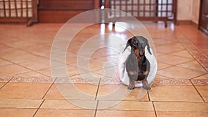 Dog wrapped in towel runs on tiled floor of house hallway