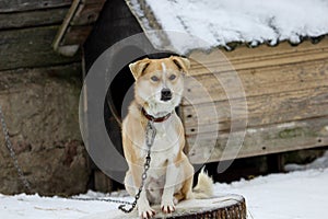 The dog with the wrong bite sits in the cold