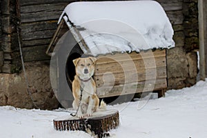 The dog with the wrong bite sits in the cold