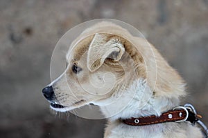 The dog with the wrong bite sits in the cold