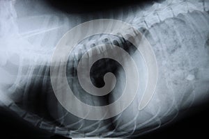 Dog x-ray