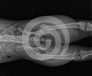 Dog X Ray Showing Canine Right Leg Hip Dysplasia. Ventral View photo