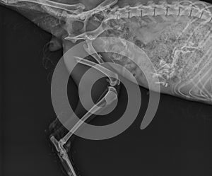 Dog X Ray Showing Proximal Femoral Fracture. Left Leg Medial View photo