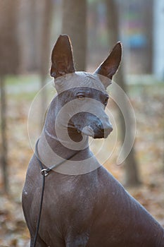 Dog of the Xolo breed Xoloitzcuintle, Mexican hairless, portrait