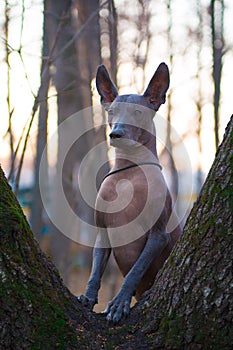 A dog of the Xolo breed Xoloitzcuintle, Mexican hairless stands on a tree trunk