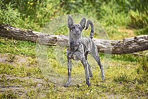 Dog xolo xoloitzcuintli closeup outdoors