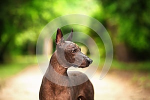 Dog of Xoloitzcuintli breed, mexican hairless dog standing outdoors on summer day