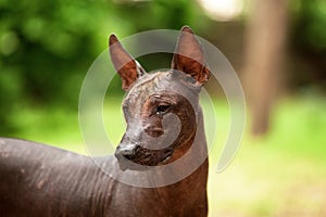 Dog of Xoloitzcuintli breed, mexican hairless dog standing outdoors on summer day