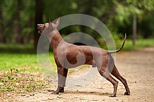 Dog of Xoloitzcuintli breed, mexican hairless dog standing outdoors on summer day