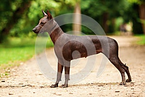 Dog of Xoloitzcuintli breed, mexican hairless dog standing outdoors on summer day