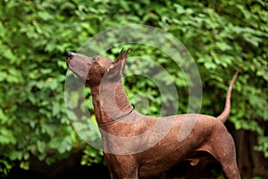 Dog of Xoloitzcuintli breed, mexican hairless dog standing outdoors on summer day