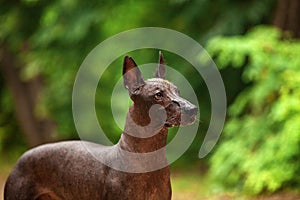 Dog of Xoloitzcuintli breed, mexican hairless dog standing outdoors on summer day