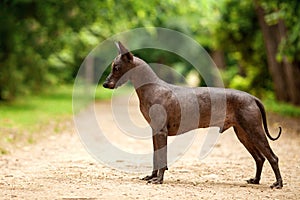 Dog of Xoloitzcuintli breed, mexican hairless dog standing outdoors on summer day