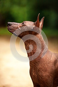 Dog of Xoloitzcuintli breed, mexican hairless dog standing outdoors on summer day