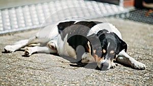 Dog Is In Yard, Exhausted From Summer Heat