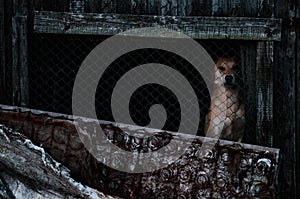 dog in the yard in the shed