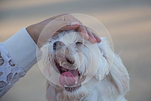 Dog yawn