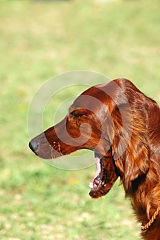 Dog yawning