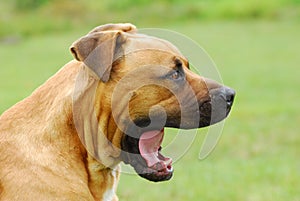 Dog yawning