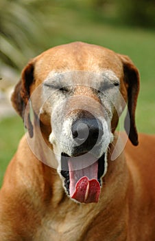 Dog yawning