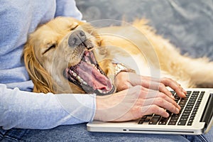Dog yawning while its owner working on laptop
