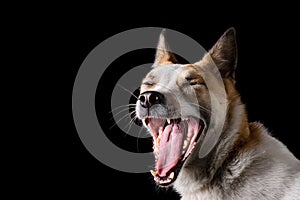 Dog yawning